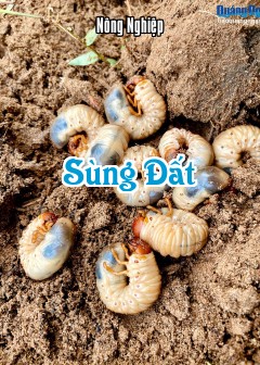 Sùng Đất