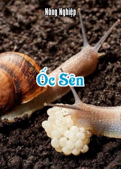 Ốc Sên