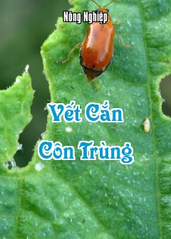 Vết Cắn Côn Trùng