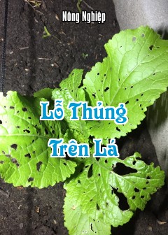Lỗ Thủng Trên Lá