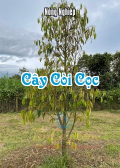Cây Còi Cọc