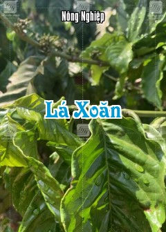 Lá Xoăn