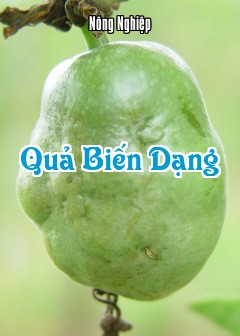Quả Biến Dạng