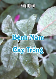 Bệnh Nấm Cây Trồng