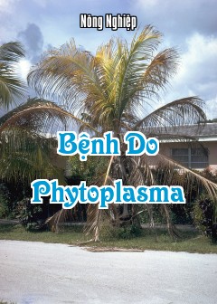 Bệnh Do Phytoplasma