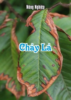 Cháy Lá