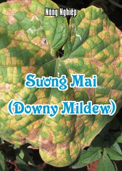 Sương Mai (Downy Mildew)