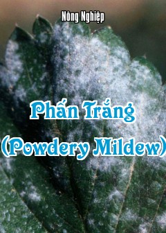 Phấn Trắng (Powdery Mildew)