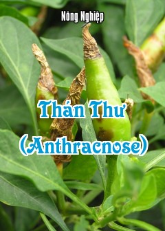 Thán Thư (Anthracnose)