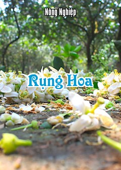 Rụng Hoa
