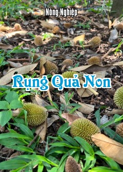 Rụng Quả Non