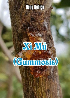 Xì Mủ (Gummosis)