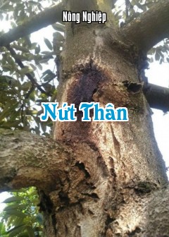 Nứt Thân