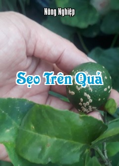 Sẹo Trên Quả