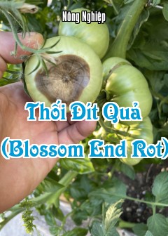 Thối Đít Quả (Blossom End Rot)