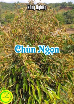 Chùn Ngọn