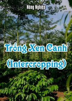 Trồng Xen Canh (Intercropping)