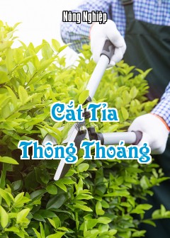 Cắt Tỉa Thông Thoáng