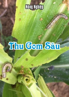 Thu Gom Sâu