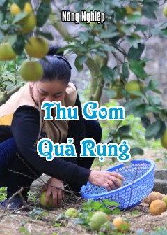 Thu Gom Quả Rụng