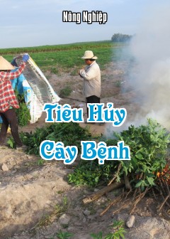 Tiêu Hủy Cây Bệnh
