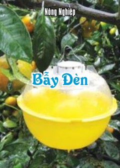Bẫy Đèn