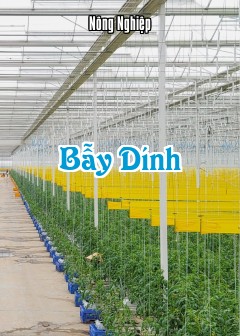 Bẫy Dính