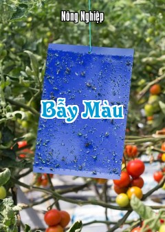 Bẫy Màu