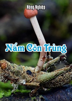 Nấm Côn Trùng