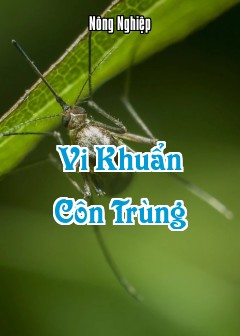 Vi Khuẩn Côn Trùng