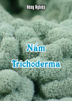 Nấm Trichoderma