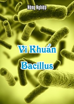 Vi Khuẩn Bacillus