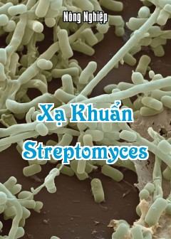 Ảnh Xạ Khuẩn Streptomyces