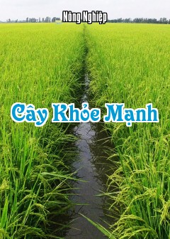 Cây Khỏe Mạnh