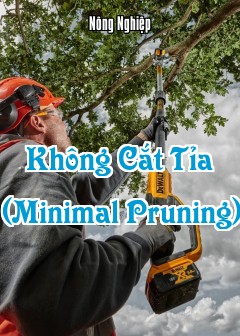 Ảnh Không Cắt Tỉa (Minimal Pruning)