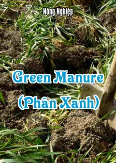 Green Manure (Phân Xanh)