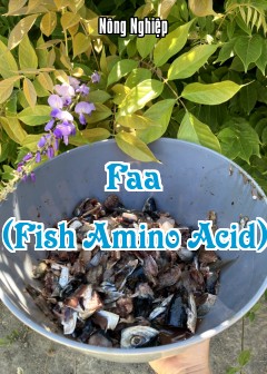 Faa (Fish Amino Acid)