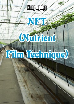 Ảnh Nft (Nutrient Film Technique)