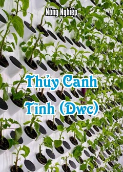 Ảnh Thủy Canh Tĩnh (Dwc)