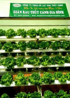Ảnh Thủy Canh Nhỏ Giọt (Drip Hydroponics)