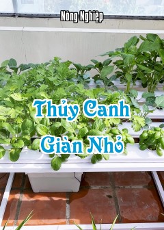 Ảnh Thủy Canh Giàn Nhỏ