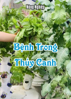 Ảnh Bệnh Trong Thủy Canh