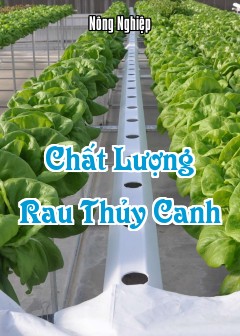 Ảnh Chất Lượng Rau Thủy Canh