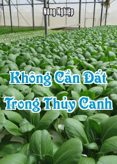 Ảnh Không Cần Đất Trong Thủy Canh