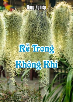 Rễ Trong Không Khí
