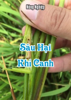 Ảnh Sâu Hại Khí Canh